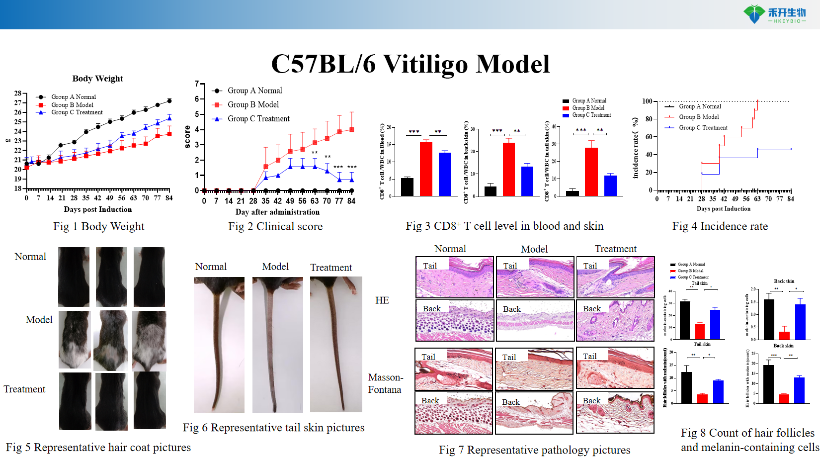 C57BL/6 Vitiligo Model 2526322b48da628f878ef8bd5a4345f0