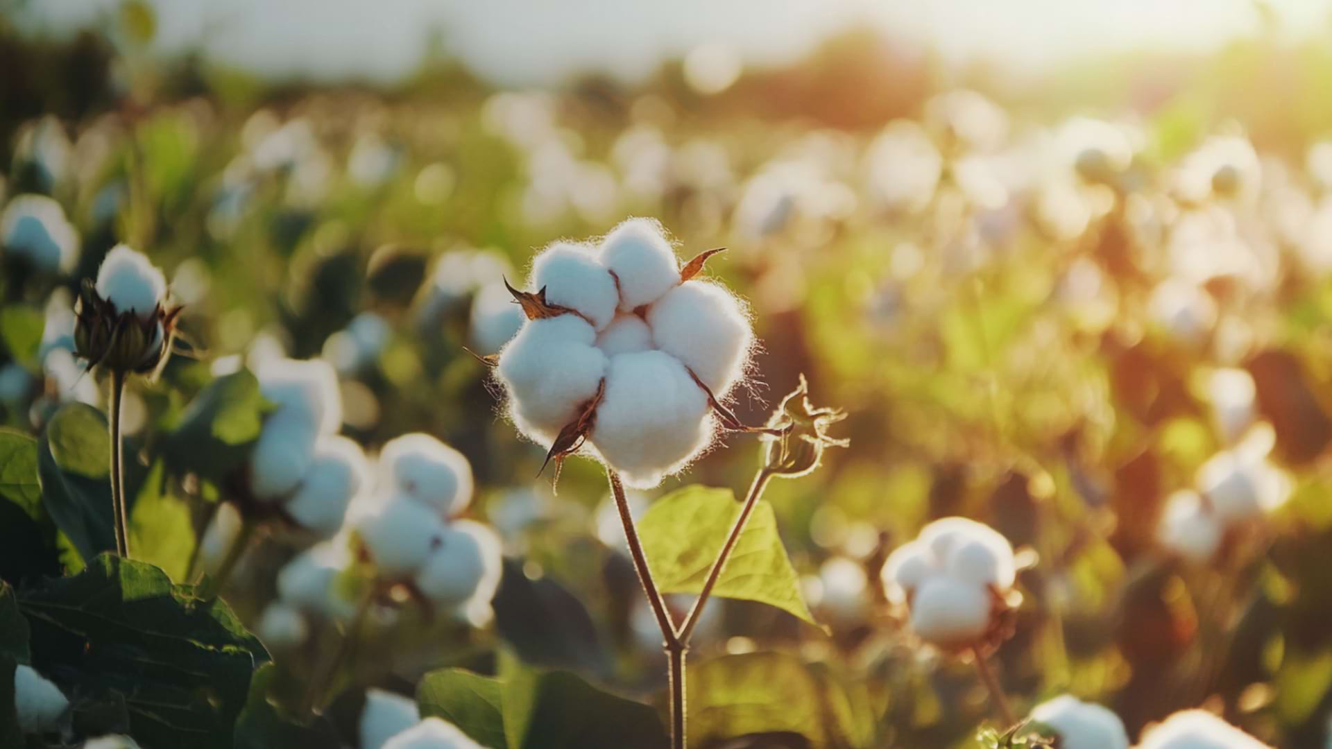 棉花 棉花