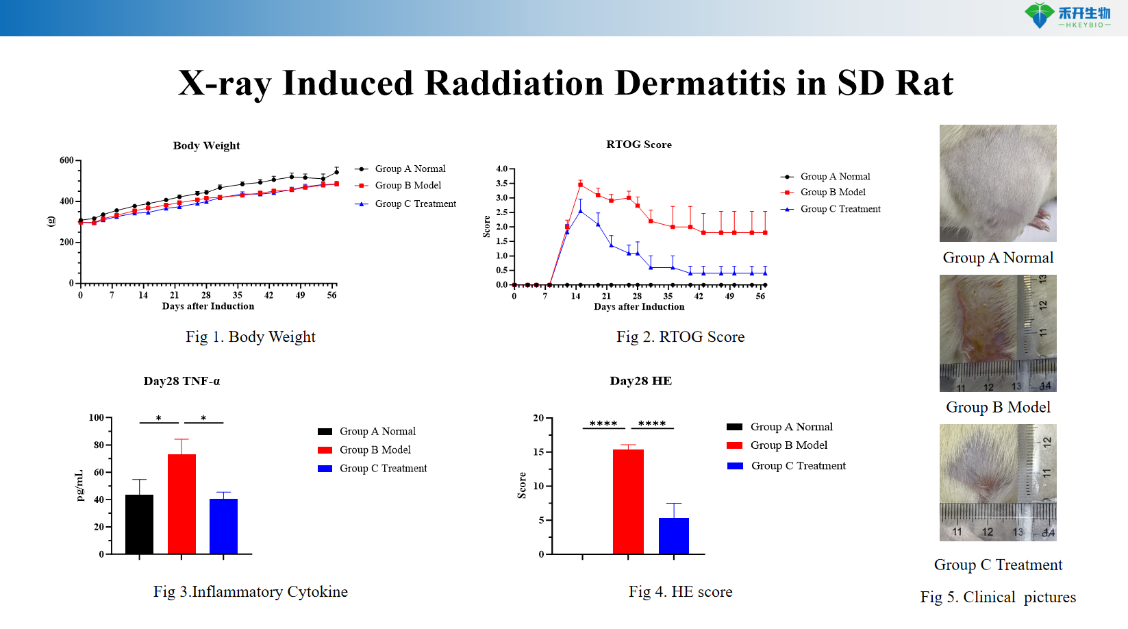X-ray Induced Raddiation Dermatitis in SD Rat 7e781758e3d5b4c46a9dc69a69937585