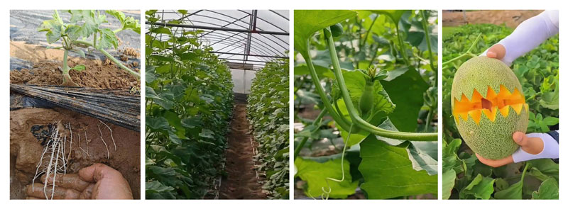JINMAI-Black Soil Energy® – Specialized Solution for Hami Melon Cultivation in Sandy Soil_05 JINMAI-Black Soil Energy® – Speziallösung für den Hami-Melonen-Anbau in sandigem Boden_05