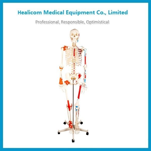 Hc-11102-1 Menschliches Skelett mit bemalten Muskeln und Bändern