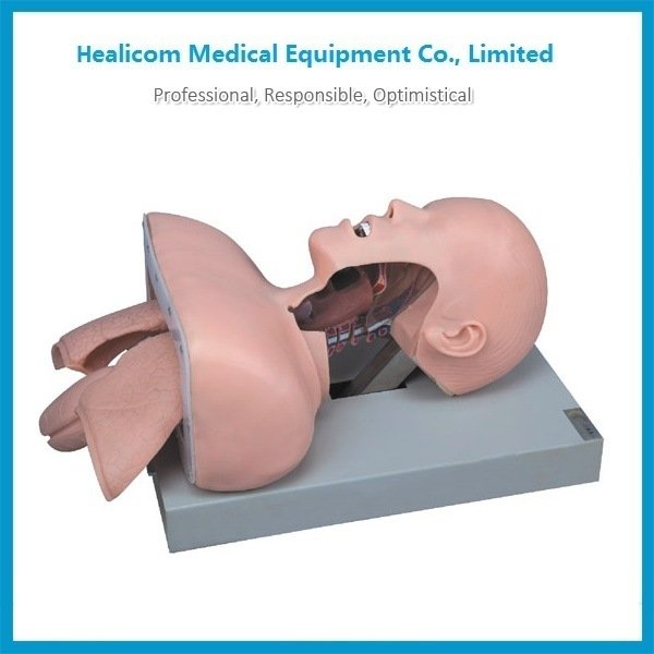 Modelo de entrenamiento de intubación de tráquea de alta calidad H-50