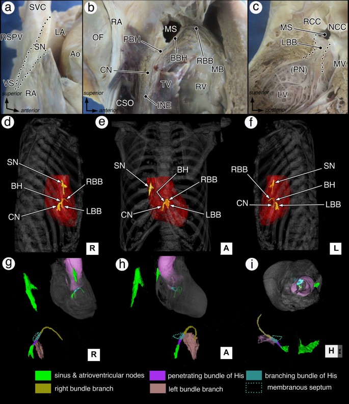 Anatomeg