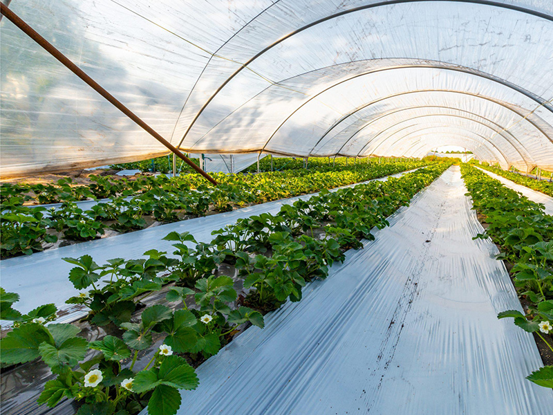 1_0017_地膜-地膜