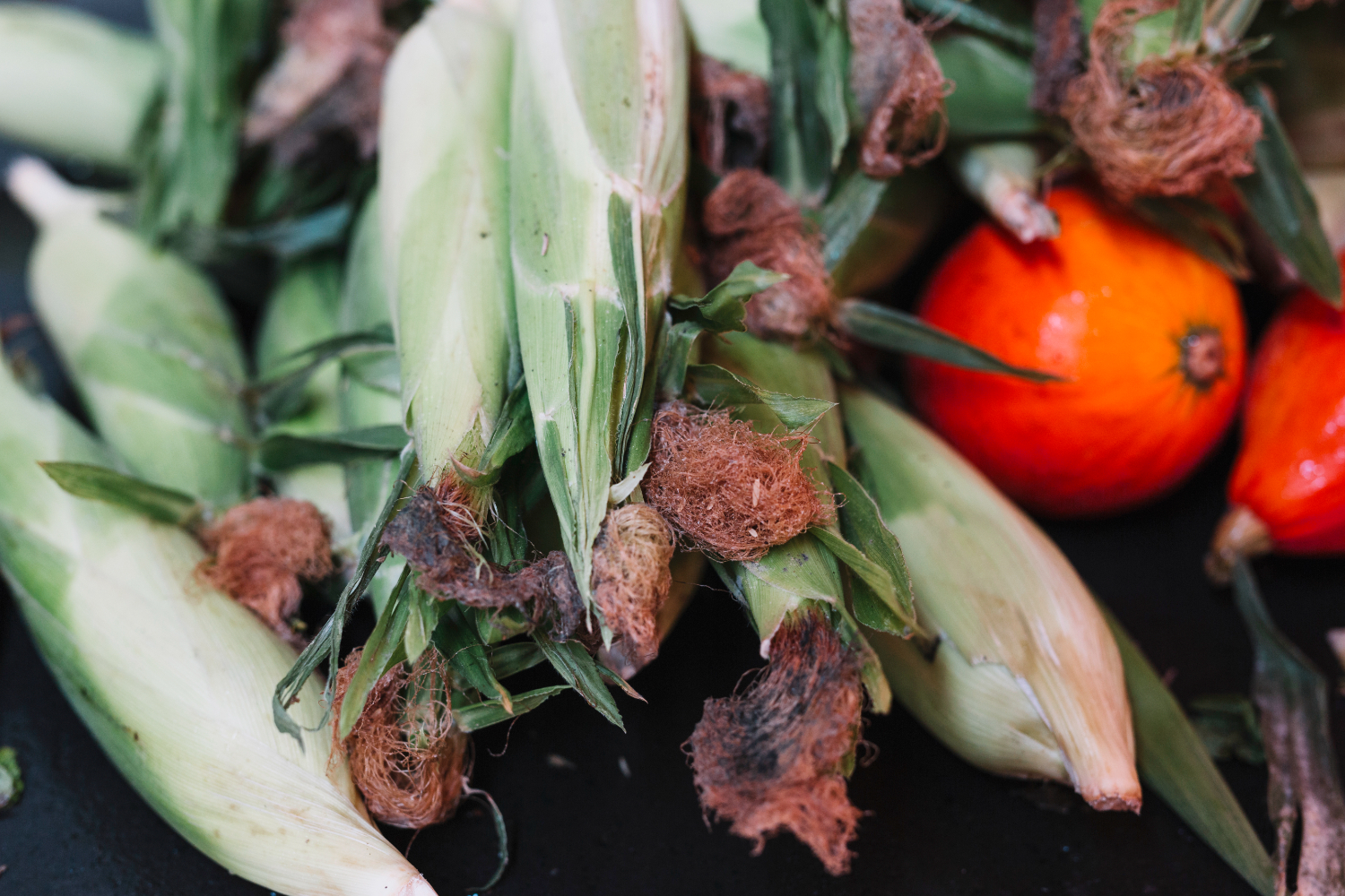 Mısır Hastalıkları