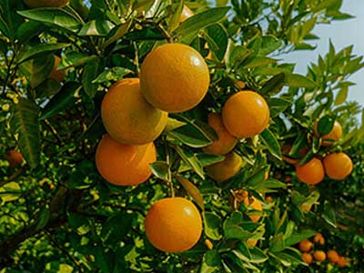 액체질소비료_05