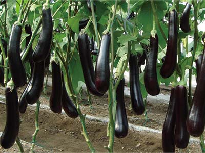 Fertilizante bioestimulante compuesto de expansi&oacute;n de frutas universal_10