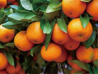 Fertilizante Glucano Boro Molibd&ecirc;nio Zinco_04