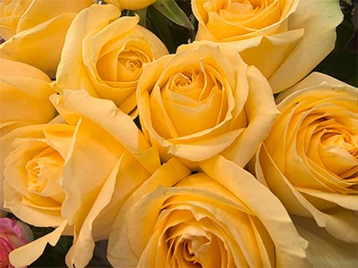 고효율 식물 꽃과 과일 촉진제 비료 _04