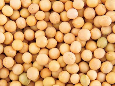 سماد معزز لإنتاج البقوليات_06