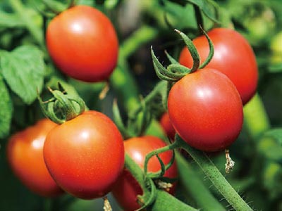 Specializzato nel controllo della difesa fungina_06