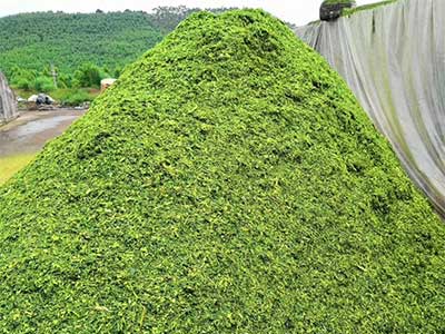عامل سیلاژ نی_05