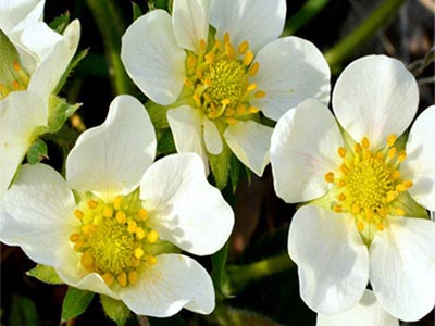 Flores y cultivos especiales