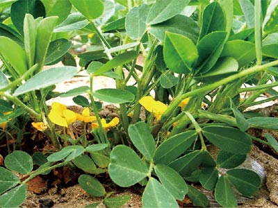 Fertilizante promotor de flores de alta eficiencia_03