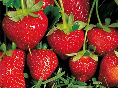 Especializado para controle de nemat&oacute;ides_09