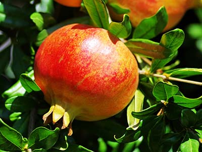ဇီဝထုတ်ယူခြင်း Agricultural Synergist_06