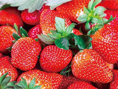 Biologischer Extrakt, Fruchtfarbstoff, D&uuml;nger_05