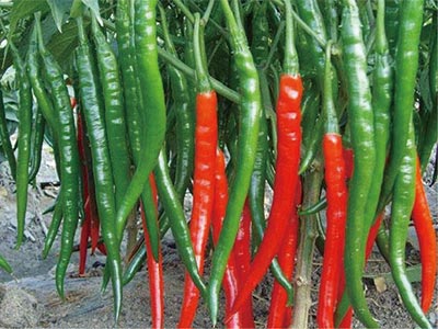 Specializzato nel controllo della difesa fungina_07