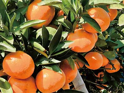 ဇီဝထုတ်ယူခြင်း Agricultural Synergist_07
