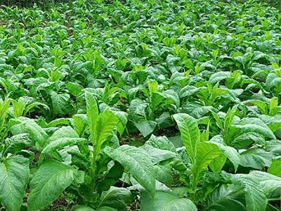 عامل کنترل زیستی نماتد ریشه گره_07