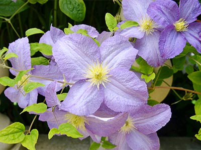 هیومیک اسید استخراج شده زیستی_11