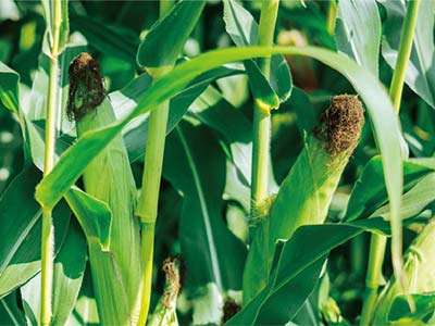 Specializzato nel controllo della difesa fungina_05