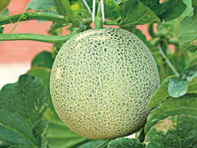 Fertilizante bioestimulante compuesto de expansi&oacute;n de frutas universal_08