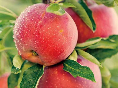 Especializado para controle de nemat&oacute;ides_08