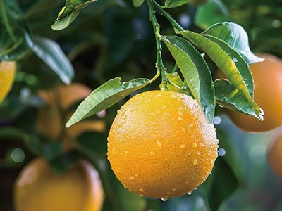 Agente per la riduzione del sale e la ritenzione dell'umidit&agrave; nel suolo_07