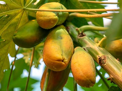 Engrais β-1,3 Glucane_05