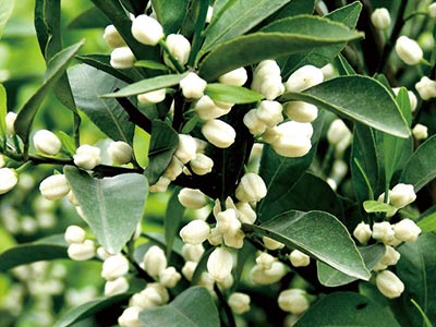 Pianta DoubleShield_05