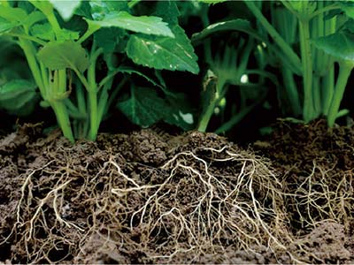 Engrais NPK pour algues_04