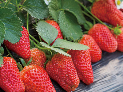 Fertilizante bioestimulante compuesto de expansi&oacute;n de frutas universal_05