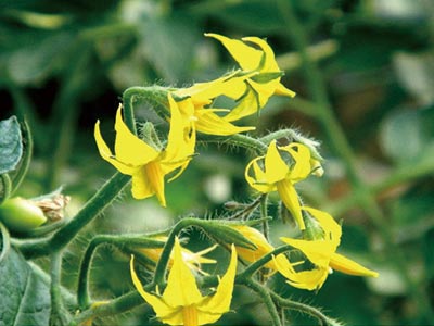Fertilizante promotor de flores de alta eficiencia_06