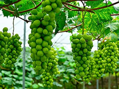 Pianta DoubleShield_08