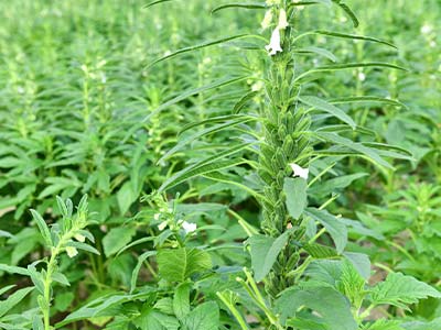 진드기 방제를 위한 특별_04