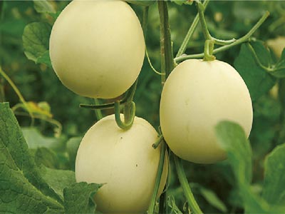 Komplexer saurer Glucan-Kalziumd&uuml;nger_09