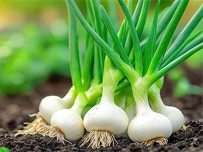 Fertilizante polipept&iacute;dico de globulina sangu&iacute;nea