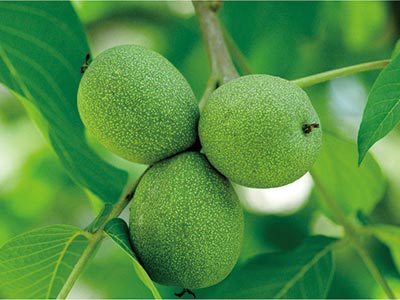 سماد السيليكون الأيوني_07