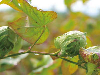 Pianta DoubleShield_10