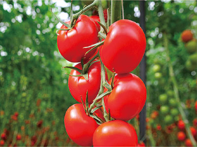 Fertilizante de soluci&oacute;n de prote&iacute;na inmune antiestr&eacute;s vegetal_03