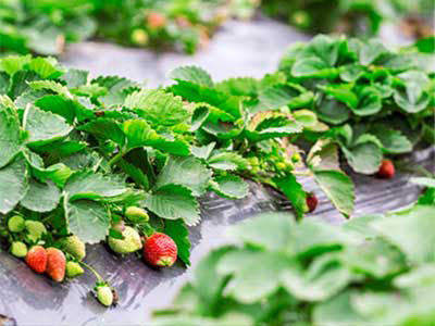 Atrativo de insetos_09