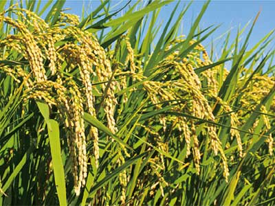 Engrais microbien_07