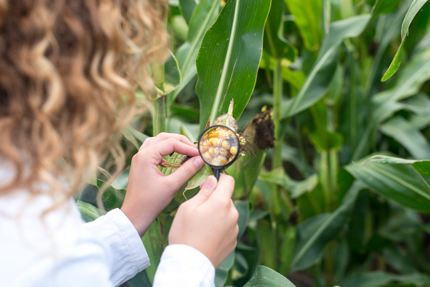 Mısır Ayıklaması_and_Pest_control_of_corn