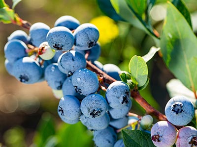 Fertilizante bioestimulante compuesto de expansi&oacute;n de frutas universal_09