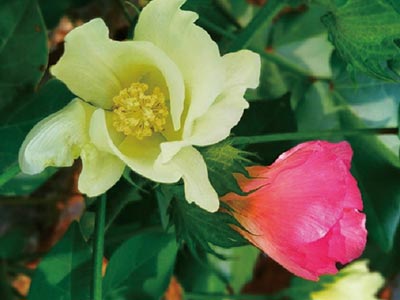 Fertilizante Glucano Boro Molibd&ecirc;nio Zinco_11