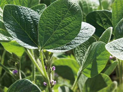 진드기 방제를 위한 특별_10